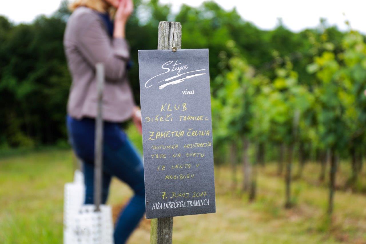 potomka-najstarejse-trte-zametna-crnina