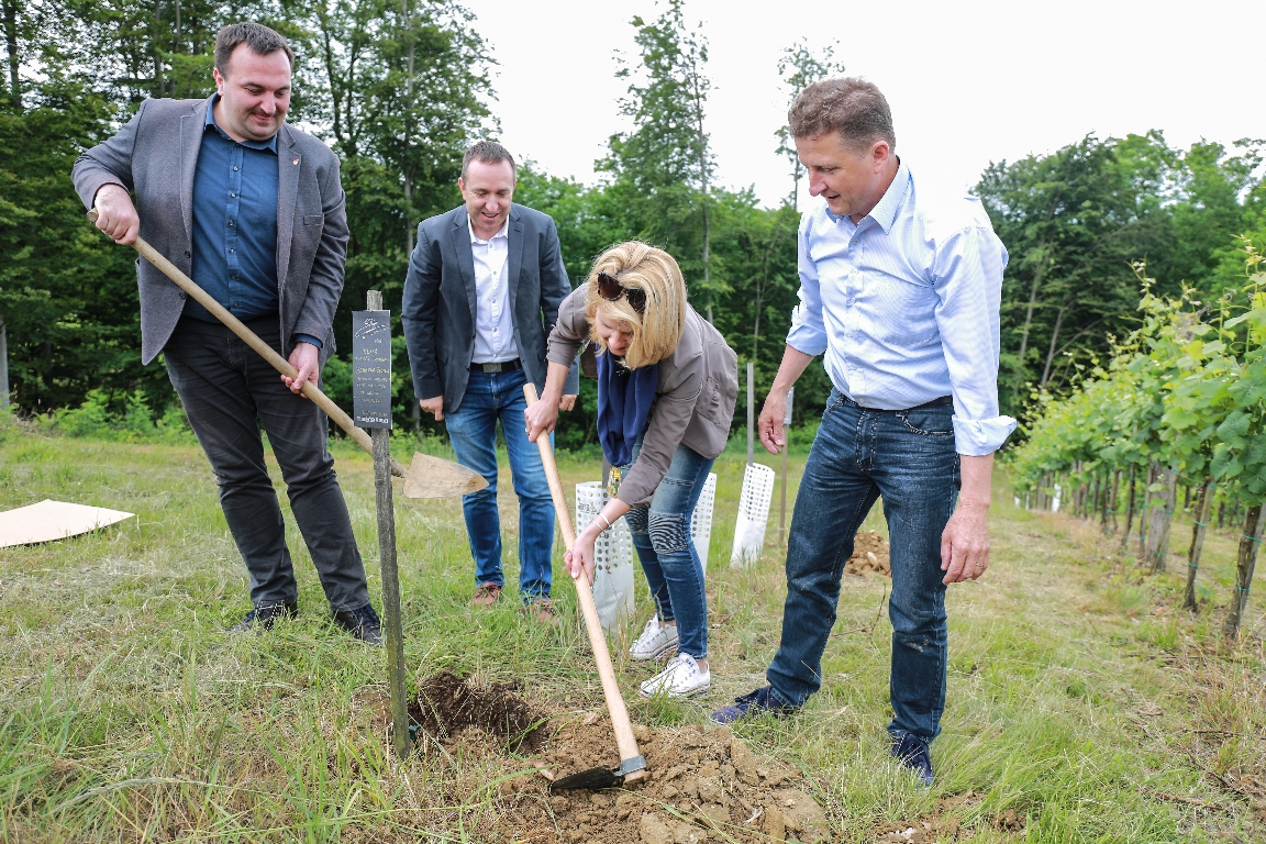 zasaditev-cepica-potomke-stare-trte-sasa-pelko-borut-cvetko-norma-bale-in-danilo-steyer