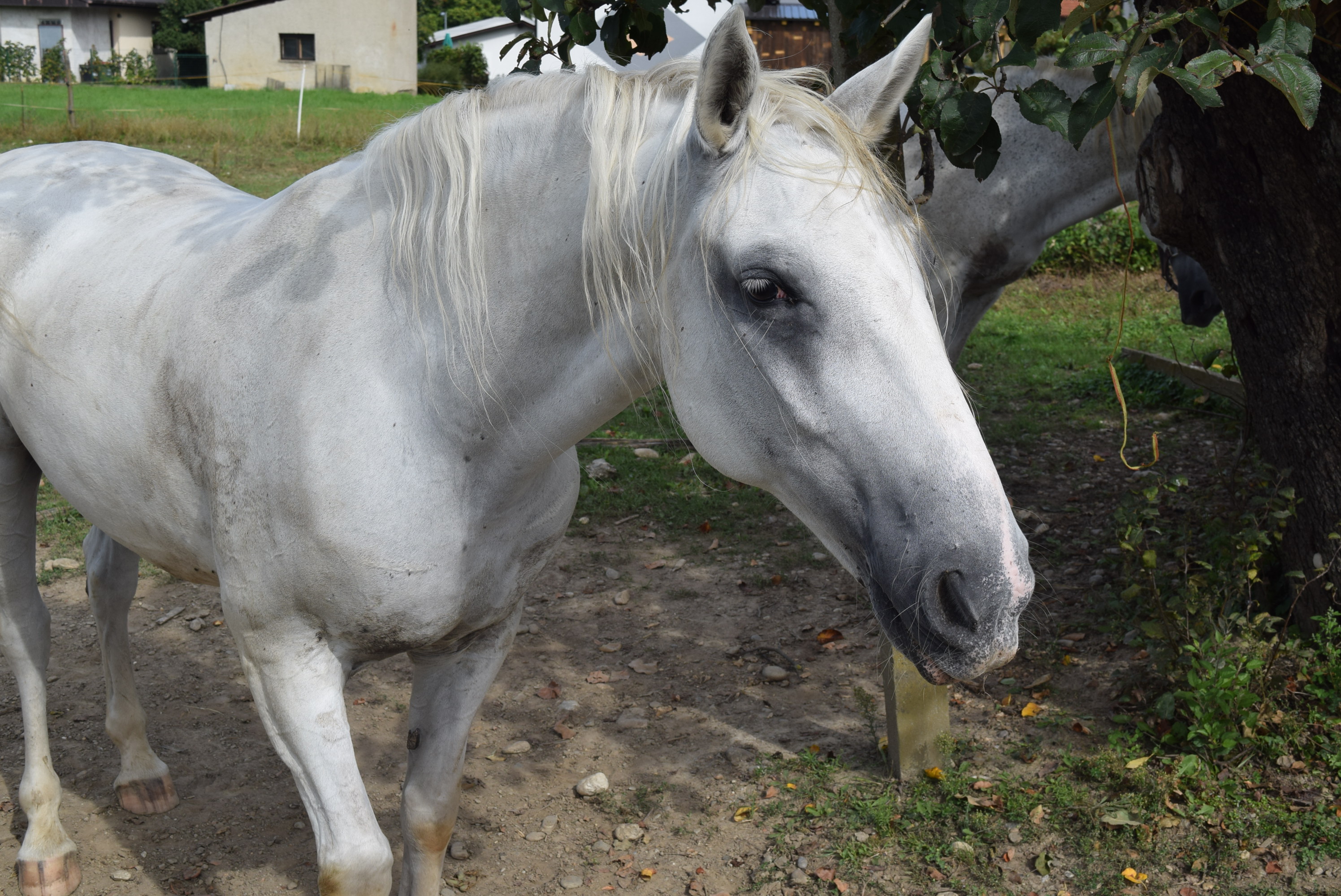 je-to-cetrti-clan-leonard-konj