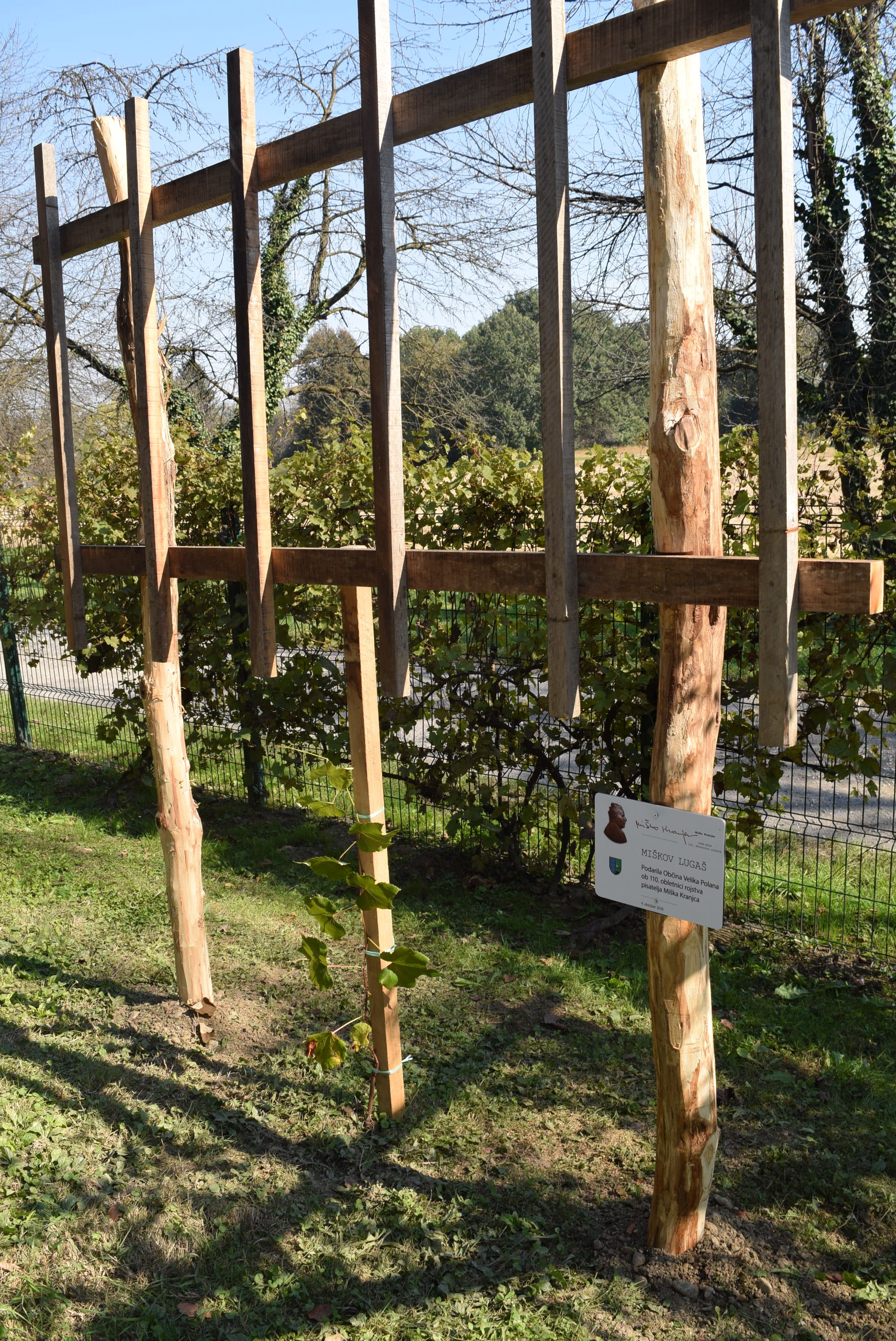 lugas-z-vinsko-trto-miska-kranjca