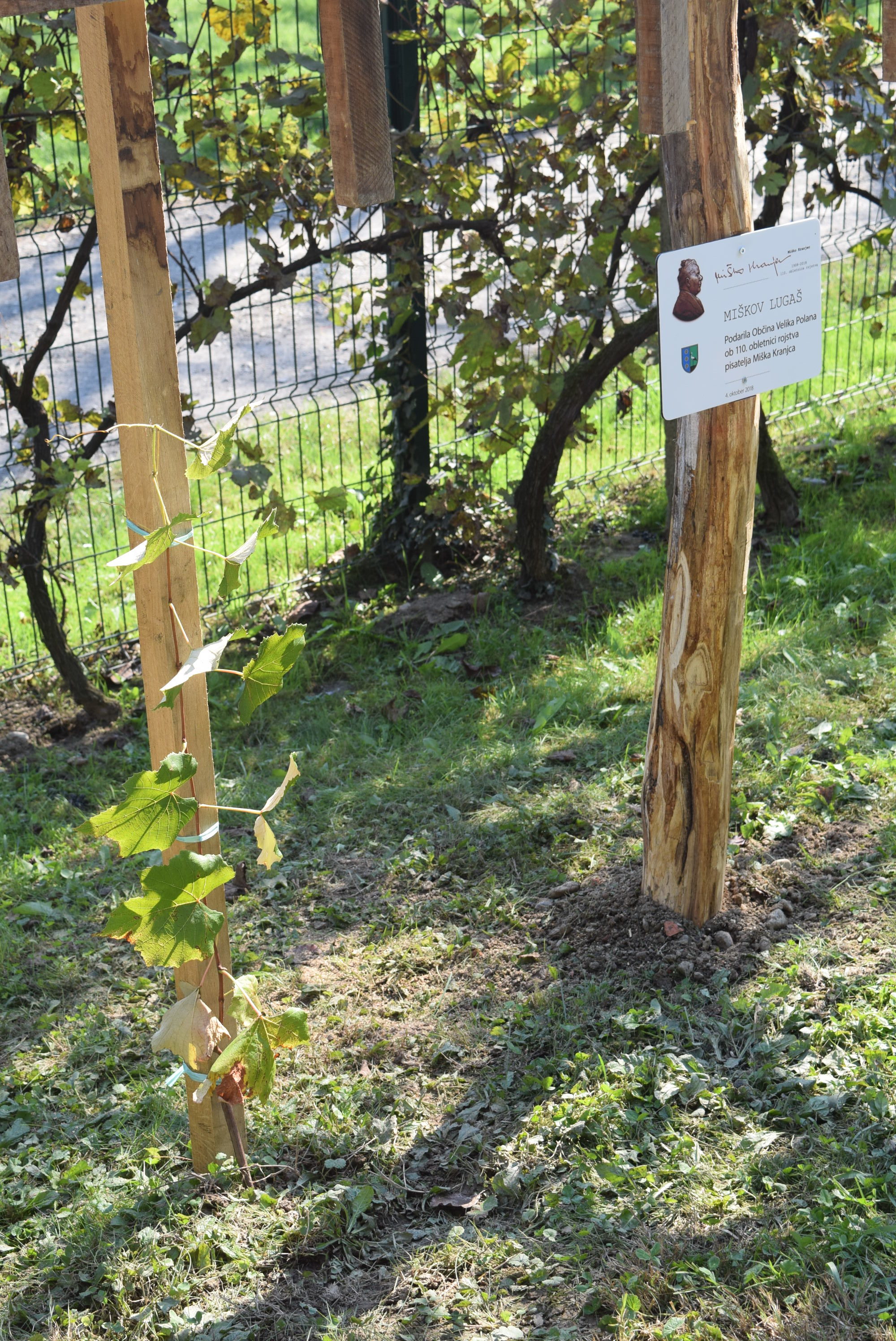 vinska-trta-iz-lendavskih-goric