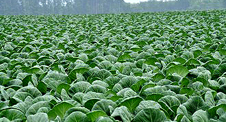 5-nepregledna-njiva-kupusa